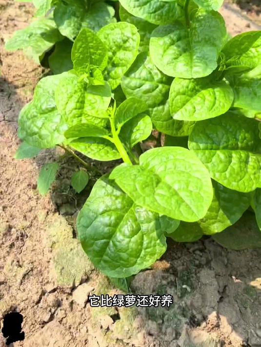 易发芽木耳菜种子,种着不操心