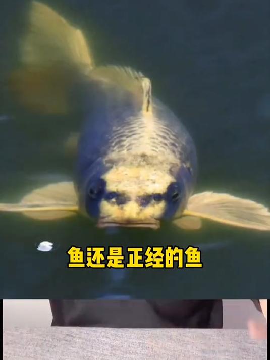 这鱼像谁？