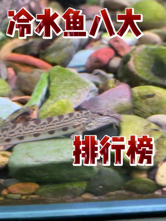 冷水鱼八大排行榜