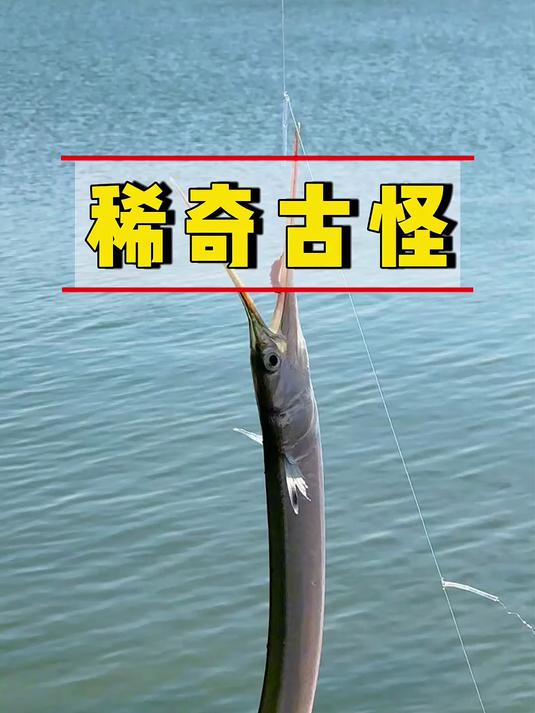 手杆钓海鱼，看看我钓了多少鱼种！