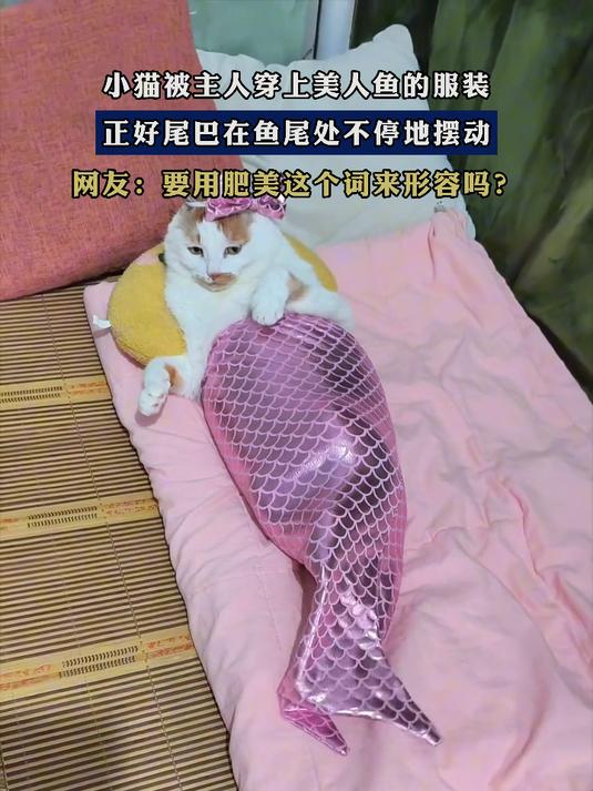 小猫被主人穿上美人鱼的服装，正好尾巴在鱼尾处不停地摆动