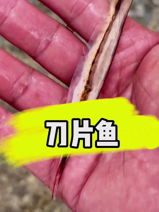 鲨鱼池将要进行大改造了