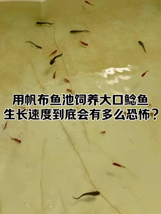 12条大口鲶移入帆布池,开始疯狂的生长吧!