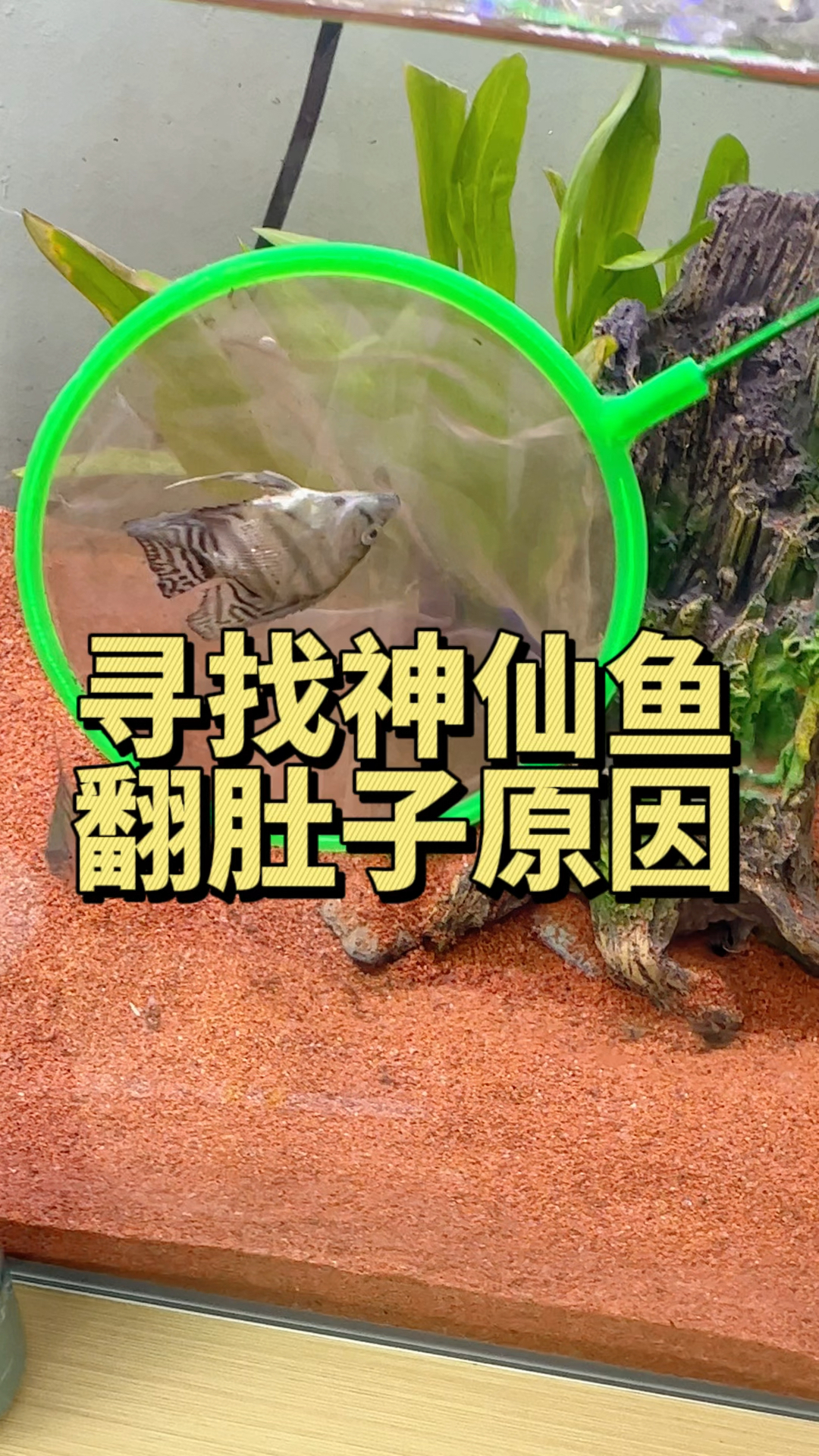寻找神仙鱼翻肚子的原因。#水族 #水质检测 #养鱼养心