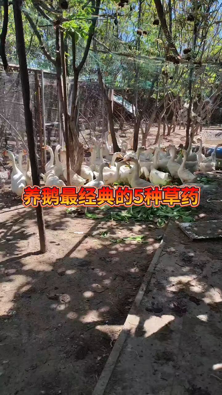 养鹅最经典的5种草