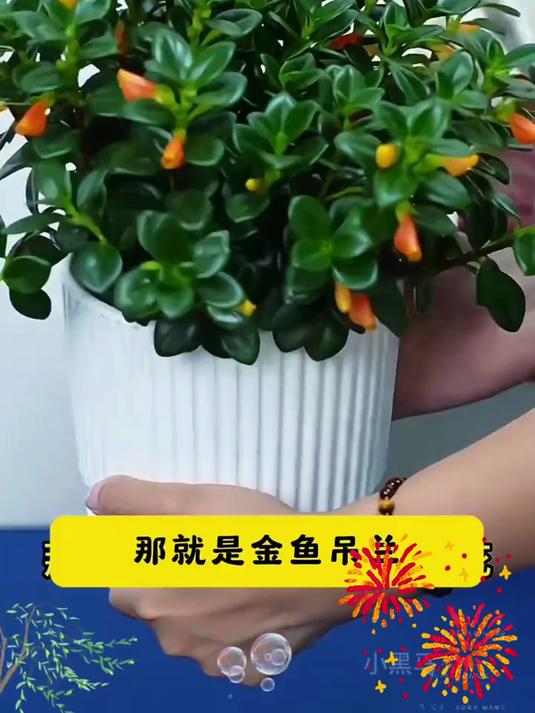 金鱼花吊兰盆栽,花型像金鱼,寓意美好