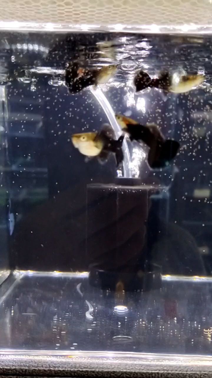 大家都叫它“黑玫瑰”