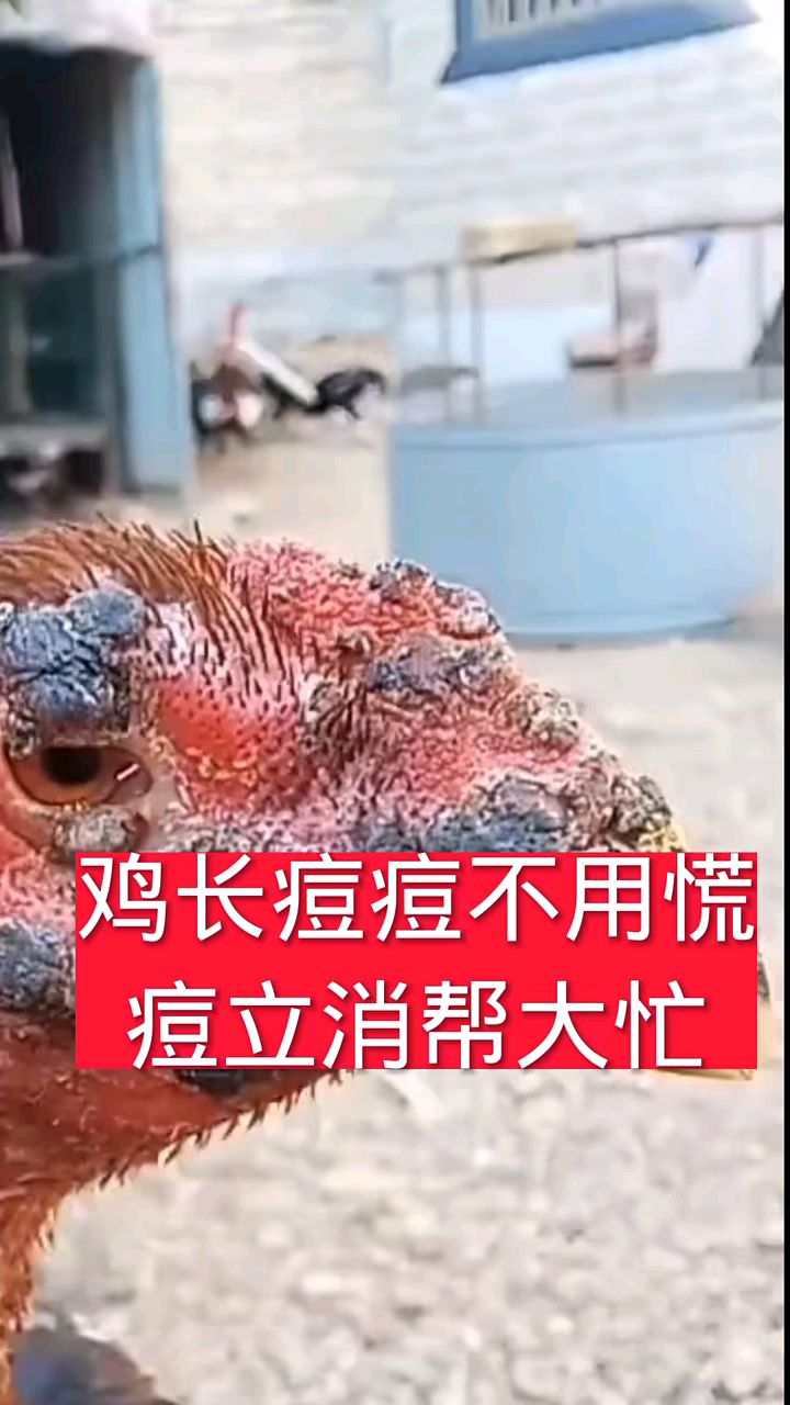 鸡长鸡痘,痘立消来解决
