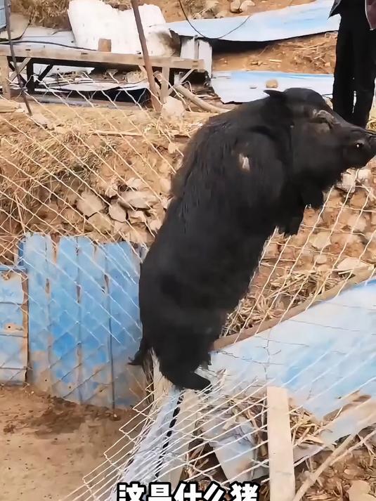 给大家科普分享一些猪的品种，看看你认识几种？