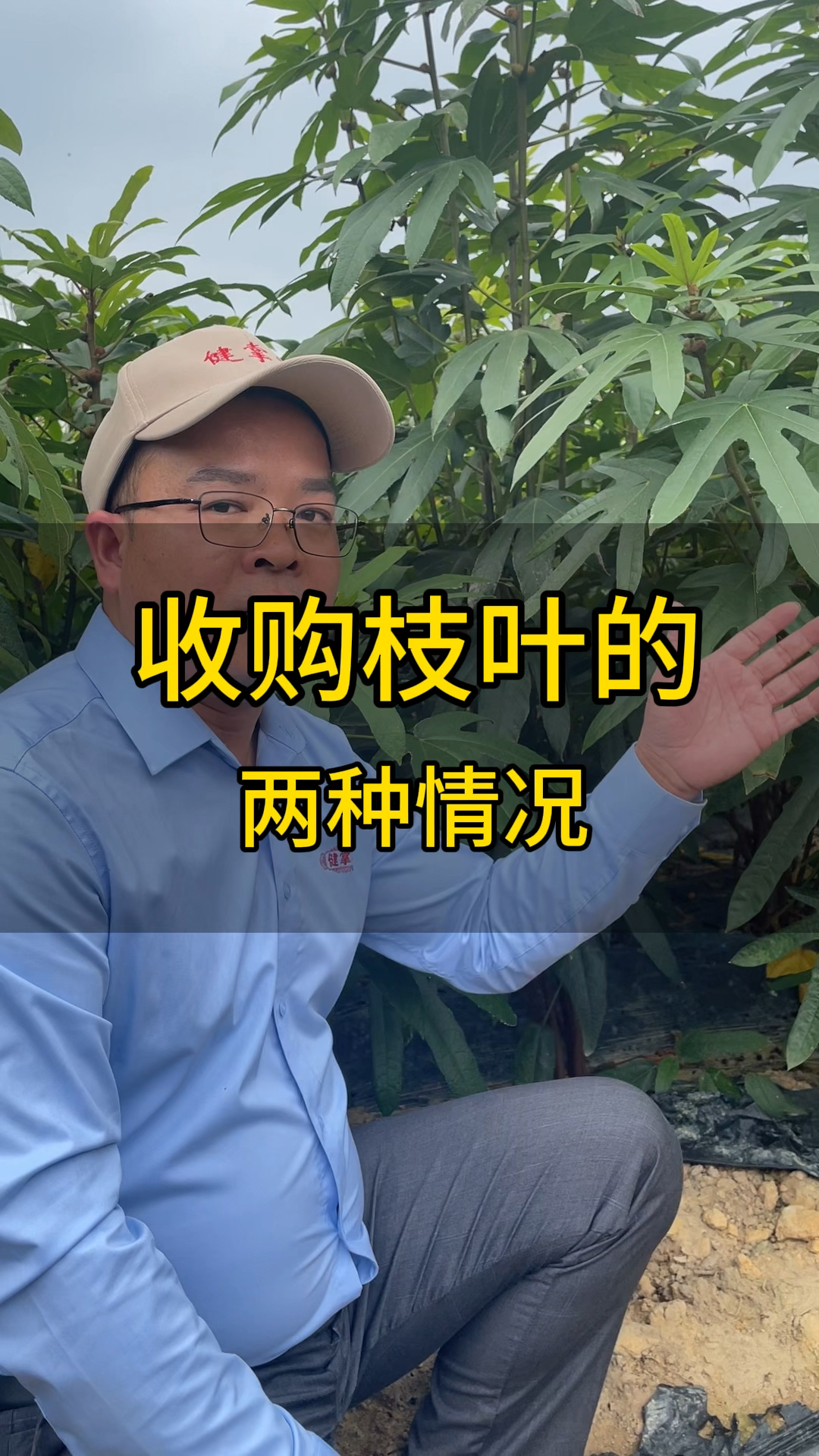 收购五指毛桃枝叶的两种情况。
