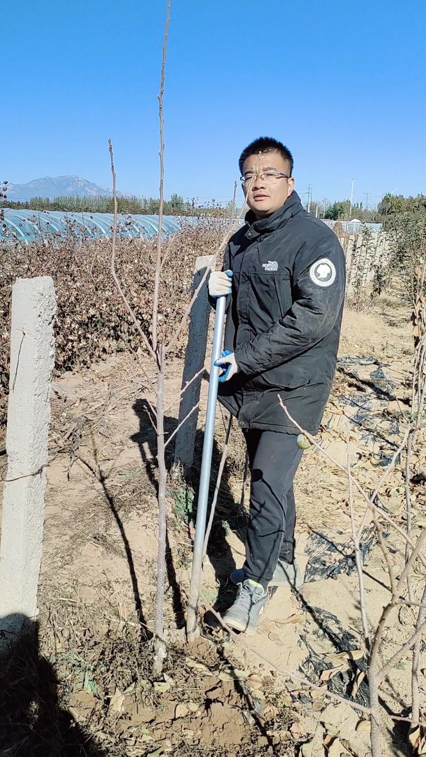 巧克力脆甜柿子树苗,适合庭院种植,树上摘下来就吃的品种