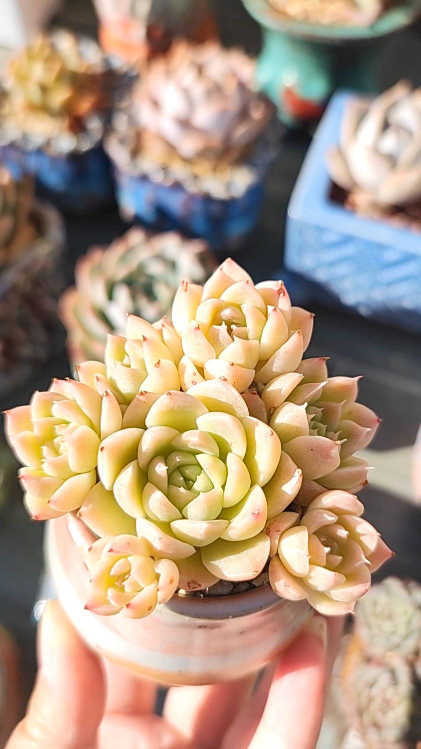 白里透粉的多肉,白杂就特别容易出状态