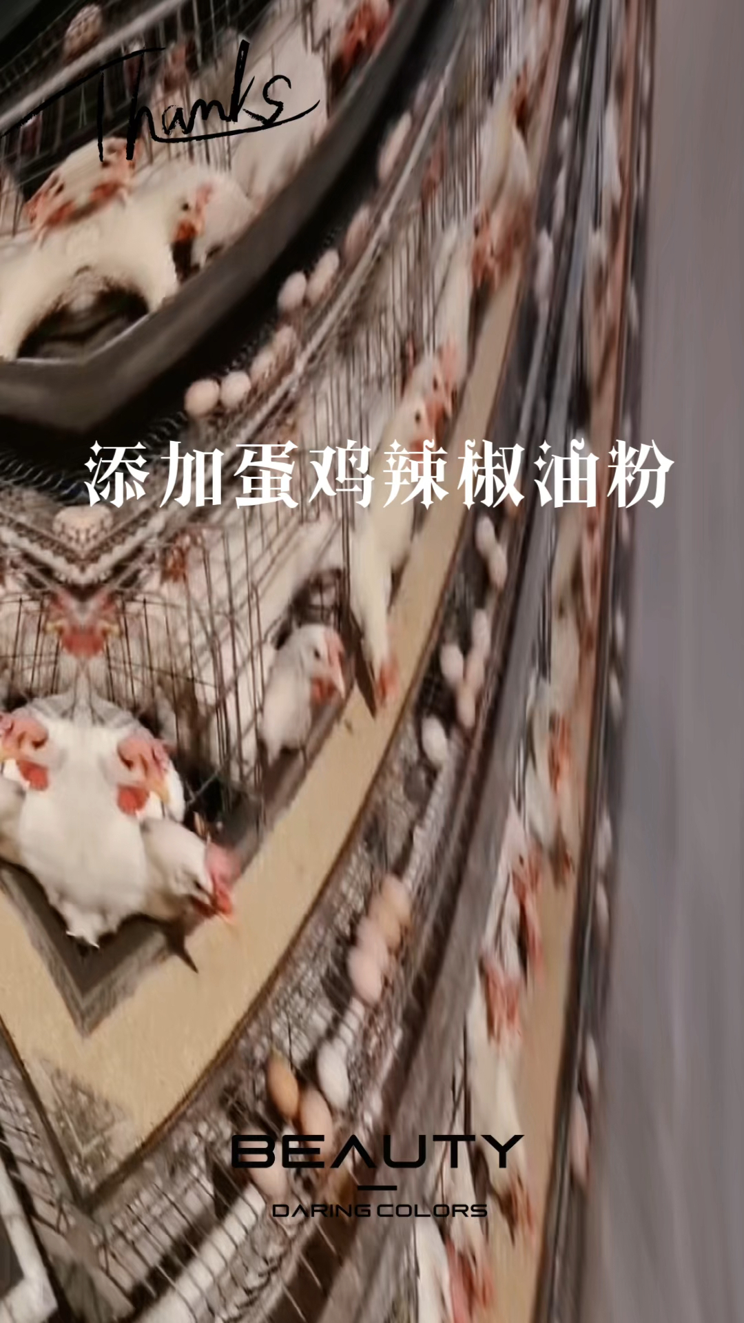 蛋鸡下蛋多,高峰长,辣椒油粉来助力