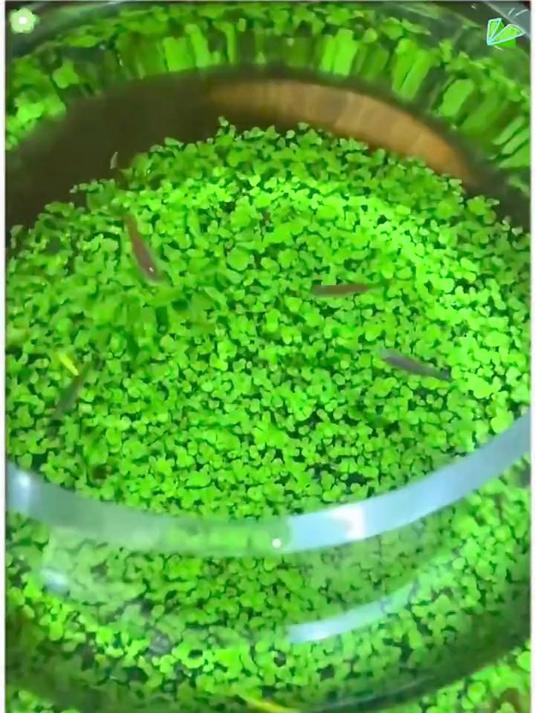 透明生态鱼缸塑料加厚鱼缸家用小型桌面生态缸