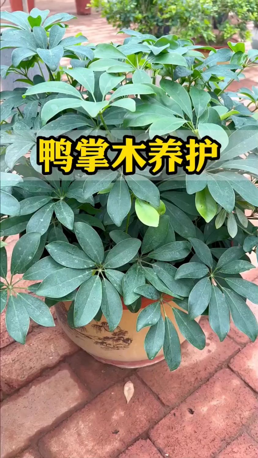 鸭脚木怎么养越养越茂盛