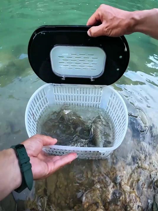 钓青波的天然饵料又成熟了