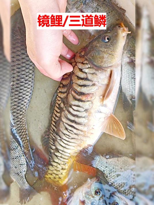 河鱼:镜鲤禾花鲤和罗非,你选那种