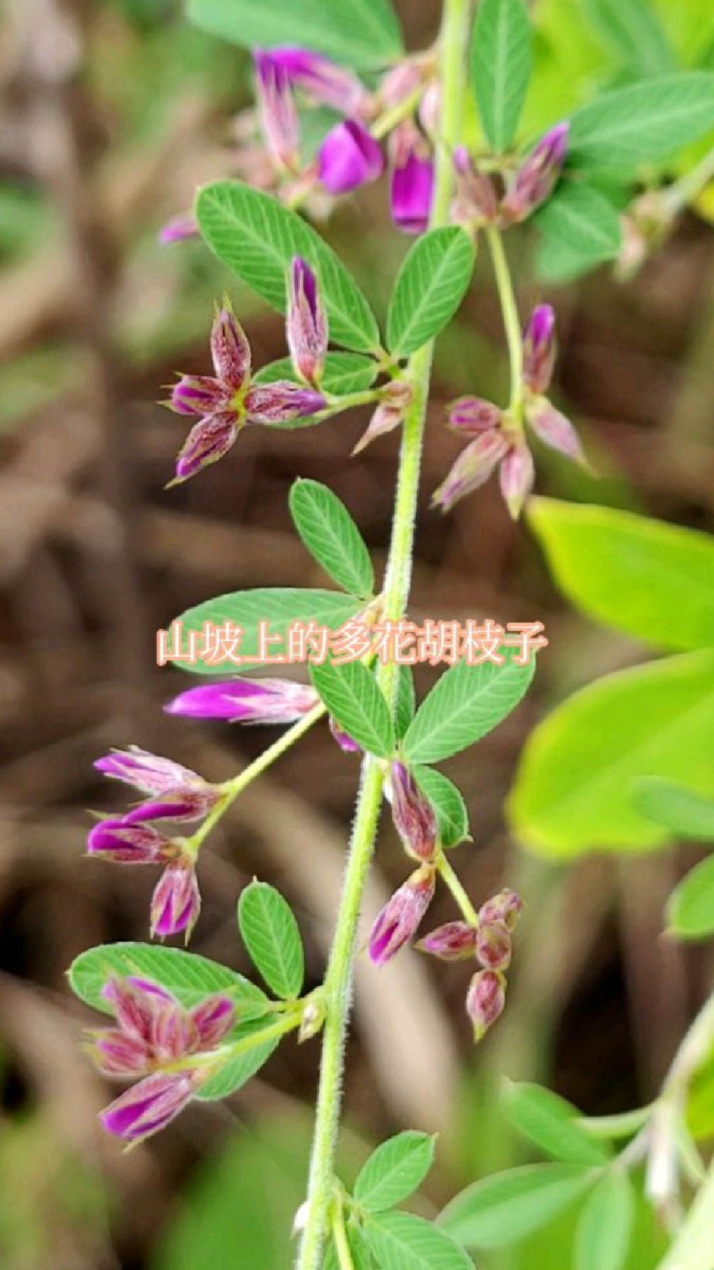 十月,山坡上的多花胡枝子,开紫红色花,依然烂漫