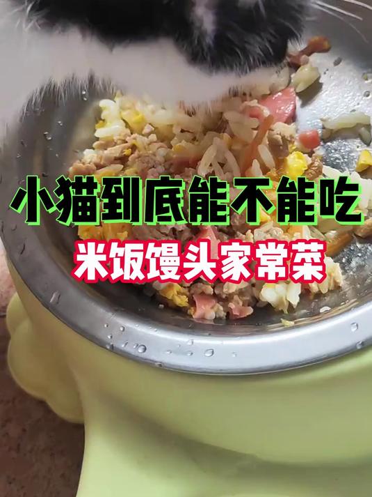 小猫能不能吃米饭馒头家常菜