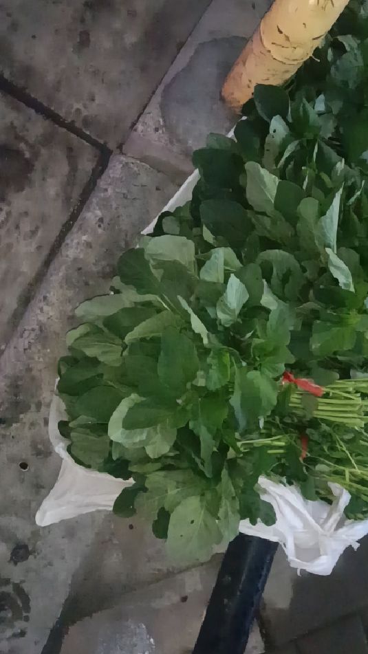 纯天然,无污染,野生蔬菜,这个叫银银菜,好吃营养丰富,健康养生