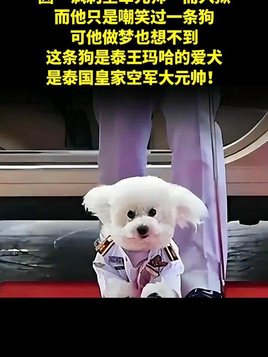 王妃趴地喂狗吃蛋糕!泰王为何封爱犬当元帅?