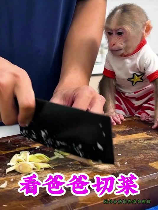 小猴拉拉凑过来,看爸爸切菜