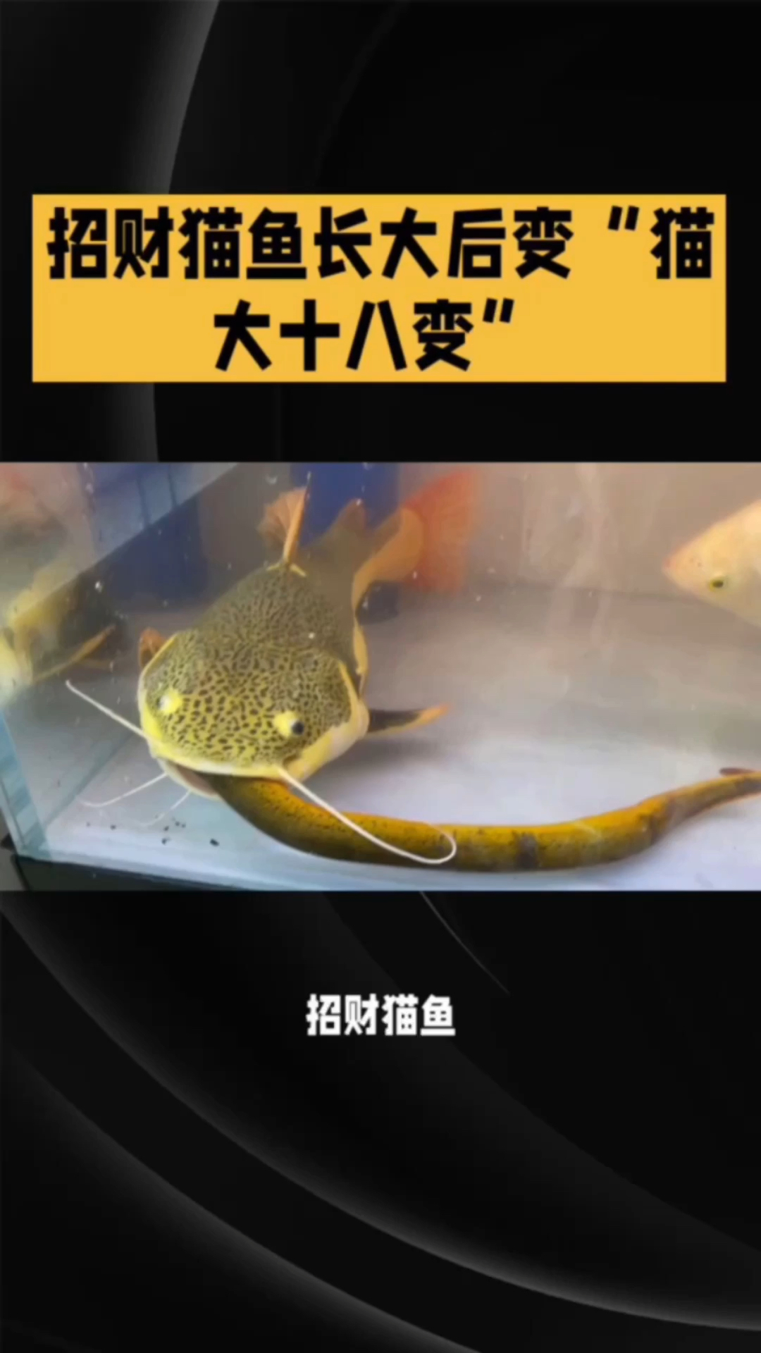 观赏鱼中的盲流子招财猫鱼