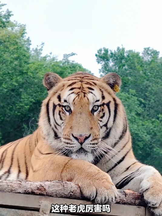 带你认识11种老虎，你觉得哪种最厉害？
