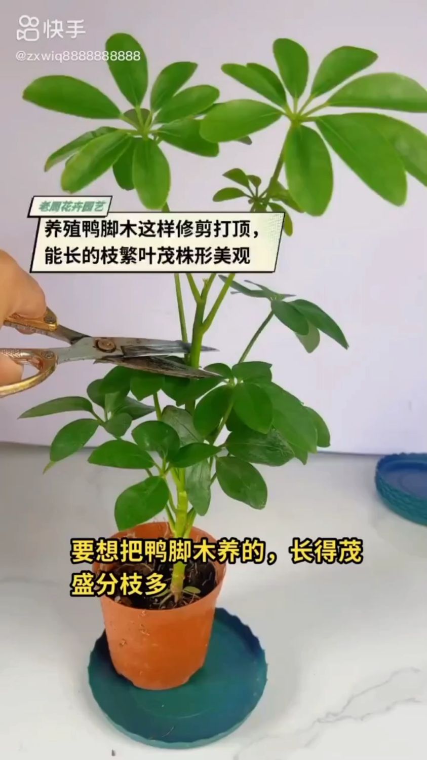 鸭脚木这么养,才能茂盛分枝多