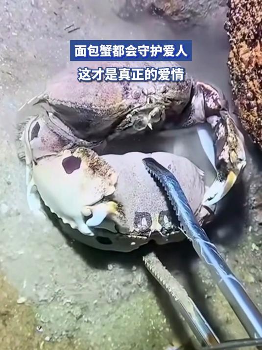 面包蟹都会守护爱人,这才是真正的爱情