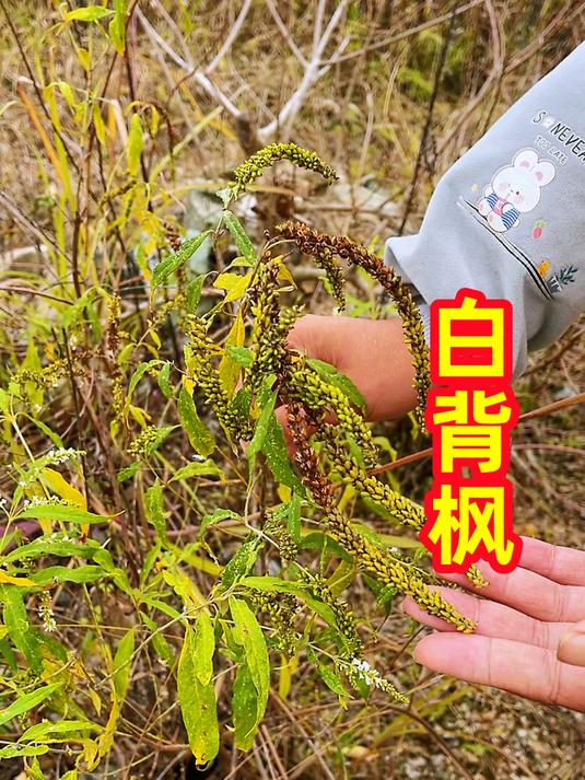 农村的白背枫也叫醉鱼草,有人用它醉鱼,其实价值很珍贵