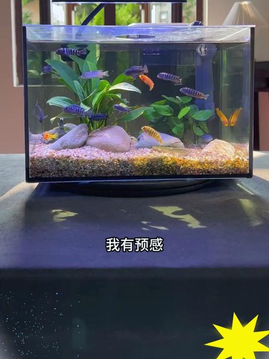 新年配鱼缸超白鱼缸成新宠,金晶超白玻璃打造,震惊双眼