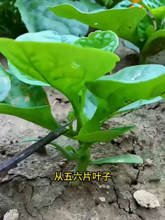 阳台小院都能种的木耳菜 种植简单不招虫 能吃深秋
