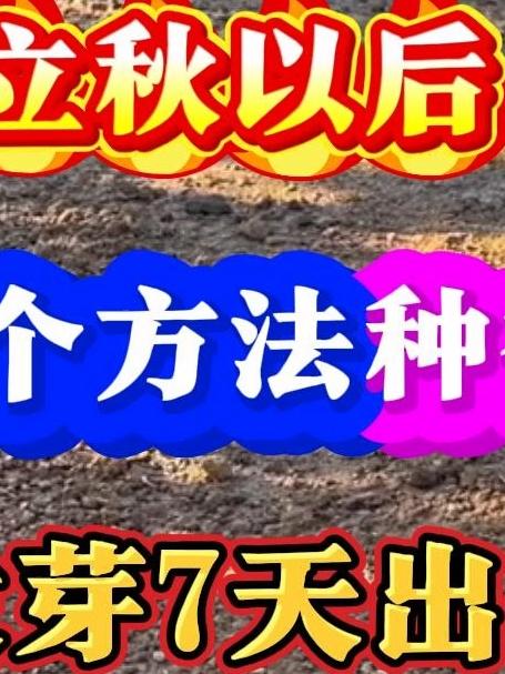 立秋后按这个方法种香菜发芽快7天出齐苗