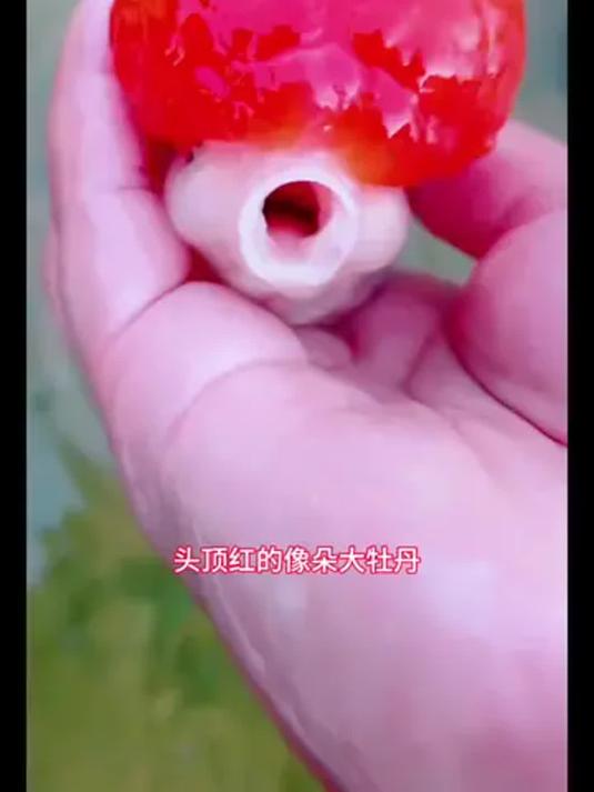 鹤顶红金鱼美爆啦!比锦鲤好看还好养 颜值超高惹人馋