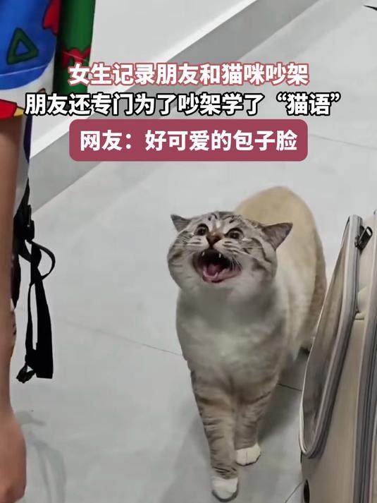 女生记录朋友和猫咪吵架,朋友还专门为了吵架,学了“猫语”