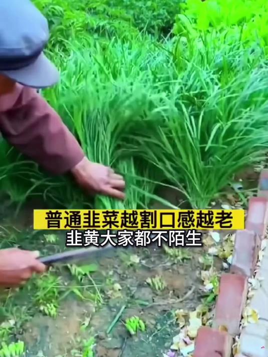 红根韭菜根,紫根入药价值高,煮鲫鱼汤奶白鲜甜孕妇狂喝