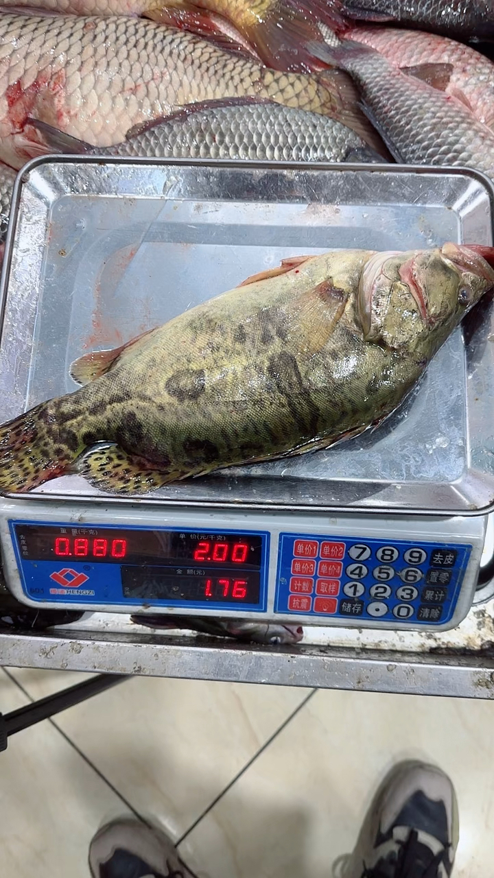 冬捕野生鳌花鱼4斤318元