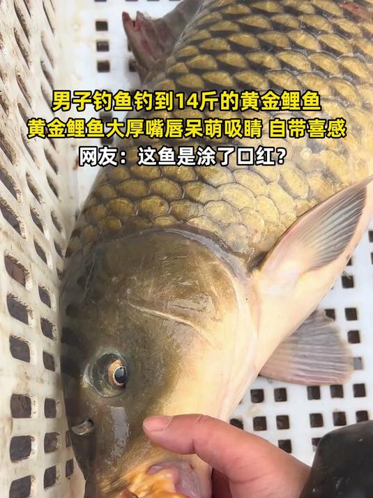 男子钓到14斤黄金鲤鱼，大厚嘴唇呆萌吸睛自带喜感，网友：这鱼是涂了口红？