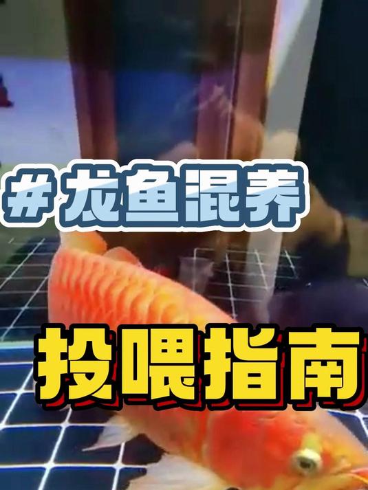 龙鱼混养投喂指南