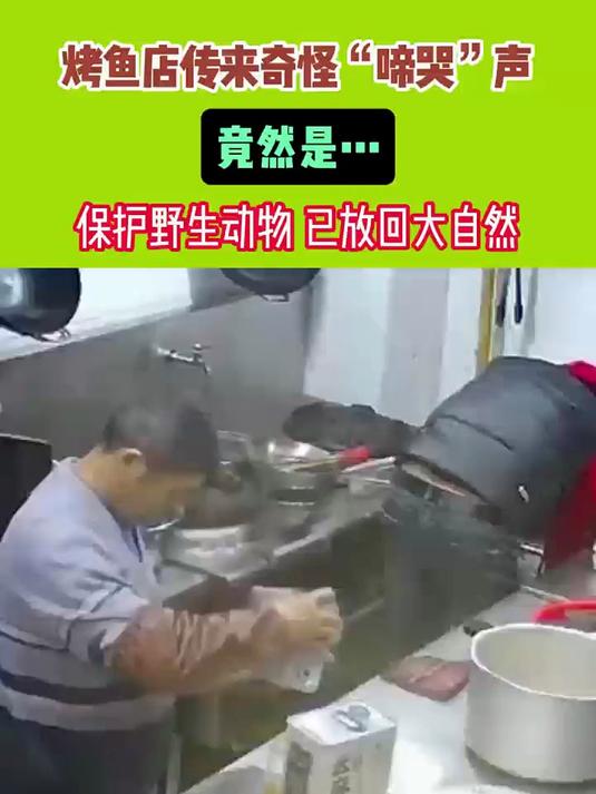 烤鱼店传来奇怪“啼哭”声竟然是保护动物娃娃鱼