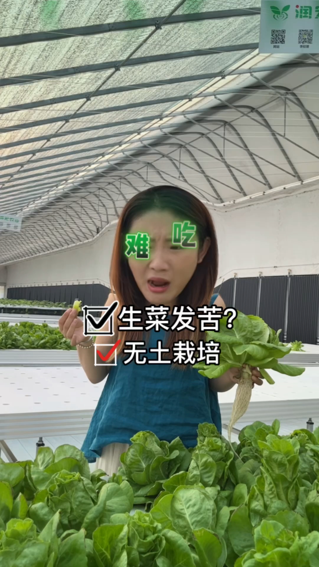 为什么夏季种植出来的生菜会发苦呢