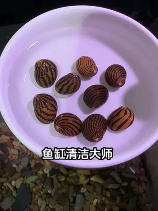 斑马螺清理鱼缸藻?效果超棒!真不是吹的!