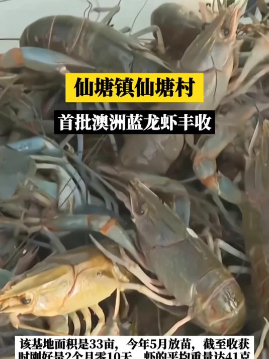 不错哦!这里的澳洲淡水龙虾养殖,产量可达每亩600斤以上