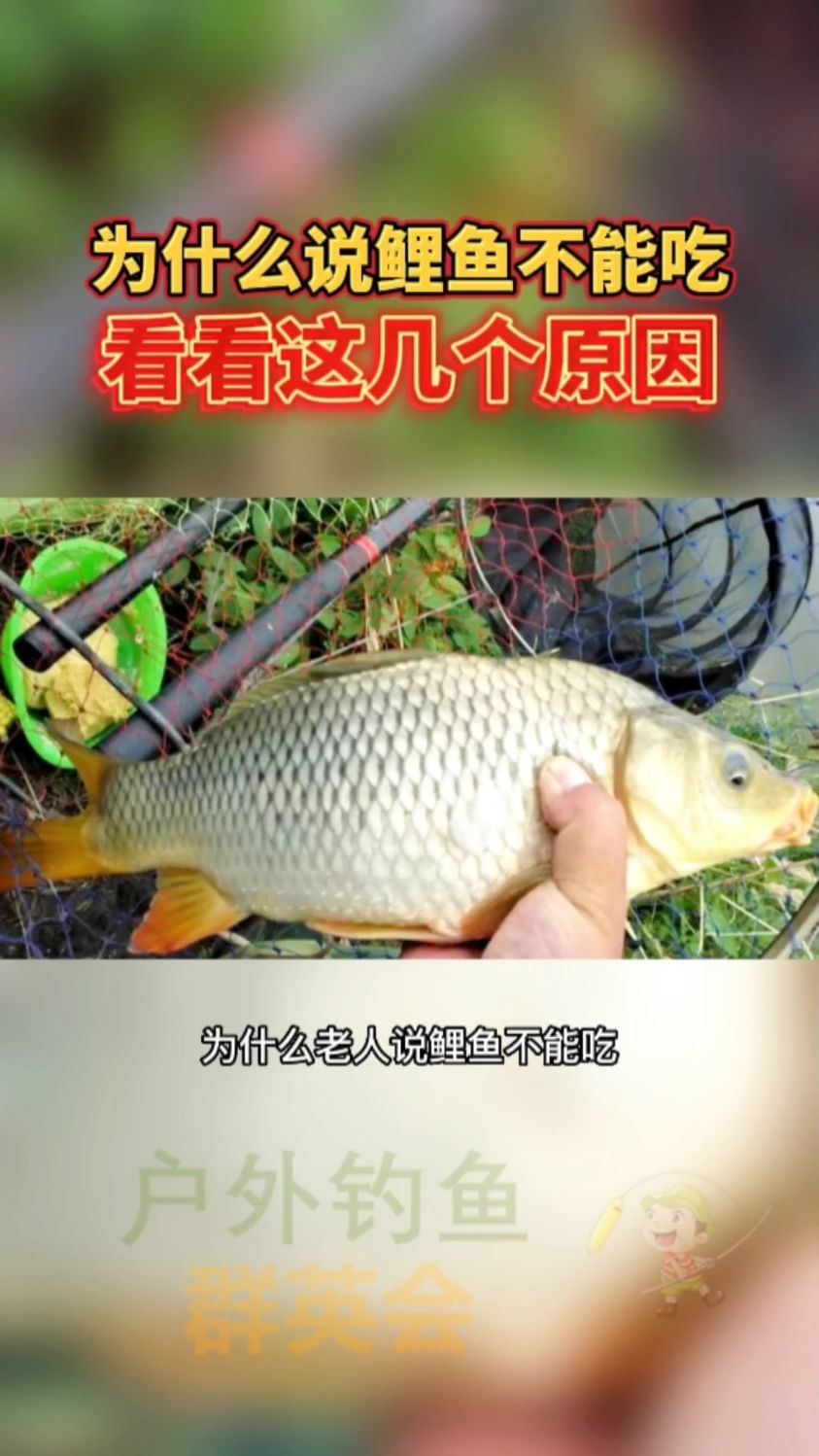 为什么老人说鲤鱼不能吃,来看看这几个原因吧