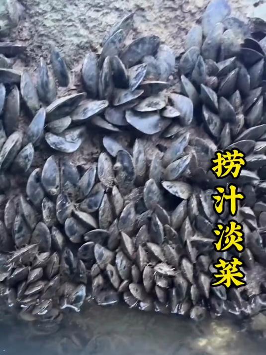 我和婆婆采淡菜的一天