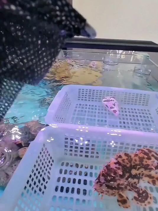 钓什么鱼养什么鱼，今天钓到了绝世容颜的粉红色小鱼，看看好看吗