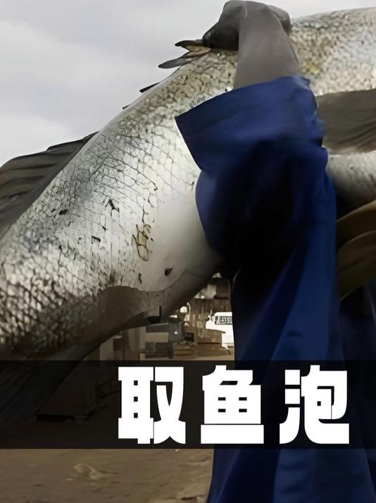 为什么乌干达人捕捞鲈鱼只为了取鱼泡？