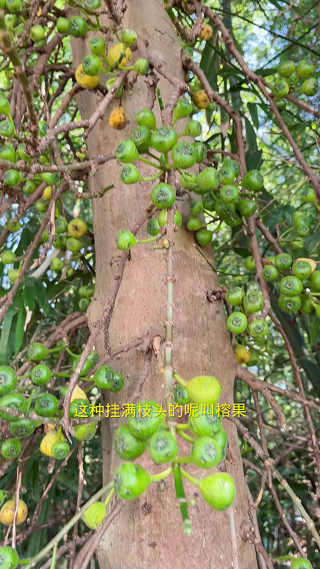 对叶榕的果子又叫牛奶果