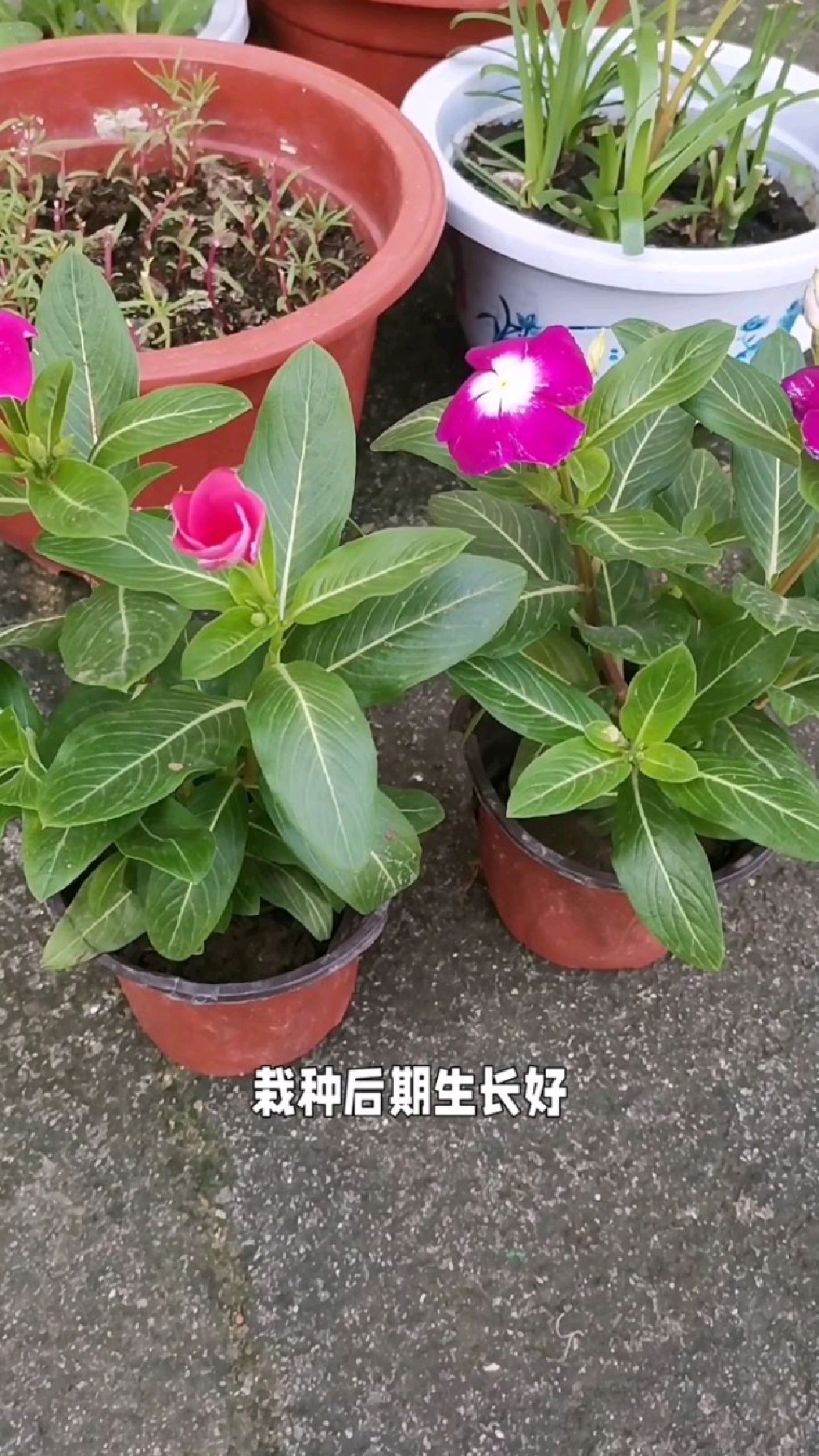 小苗买到家后,这样操作,后期不死苗